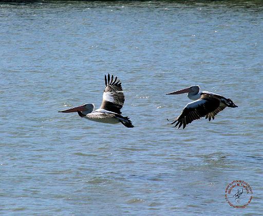 Australian Pelican 9Y185D-056.JPG